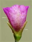   Flower (Lateral view) with calyx and corolla